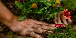 gardening-001-640x320